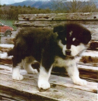 Wakon best sale alaskan malamute